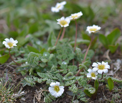 Callianthemum alatavicum