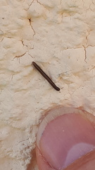 Brachyiulus pusillus