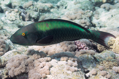Cetoscarus bicolor