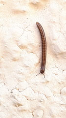 Brachyiulus pusillus