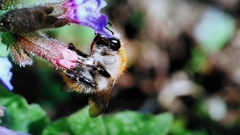 Bombus pascuorum