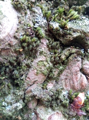 Syntrichia papillosa