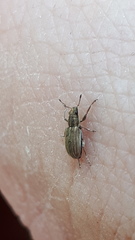 Sitona lineatus