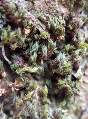 Syntrichia papillosa