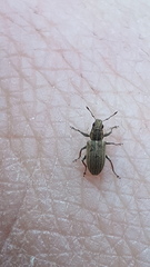Sitona lineatus