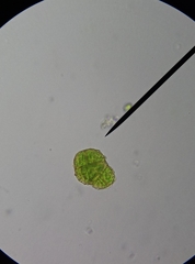 Syntrichia papillosa