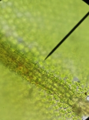 Syntrichia papillosa