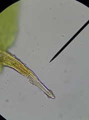 Syntrichia papillosa
