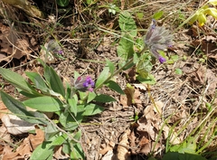 Pulmonaria longifolia