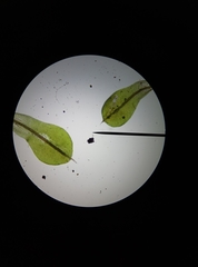 Syntrichia papillosa