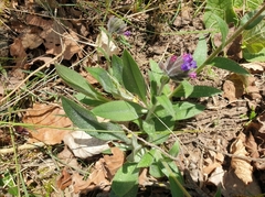 Pulmonaria longifolia