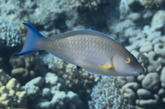Candelamoa Parrotfish photo 3