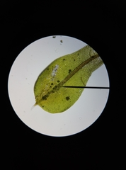 Syntrichia papillosa