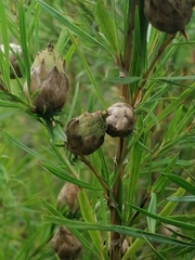 Cliffortia strobilifera