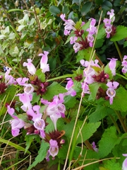 Lamium garganicum