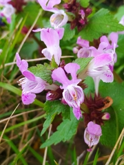 Lamium garganicum