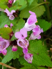 Lamium garganicum