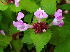 Lamium garganicum