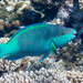 Sixband Parrotfish - Photo (c) Nikolai Vladimirov, some rights reserved (CC BY-NC), uploaded by Nikolai Vladimirov