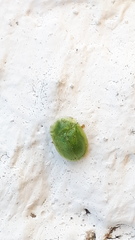 Cassida hemisphaerica