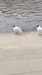 Chroicocephalus ridibundus