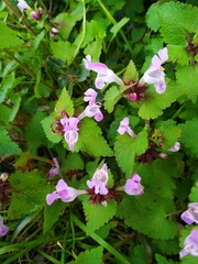 Lamium garganicum