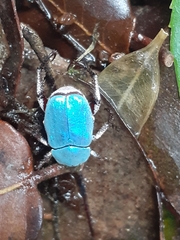 Hoplia coerulea