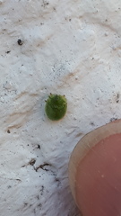 Cassida hemisphaerica