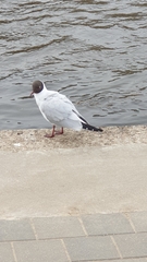 Chroicocephalus ridibundus