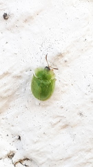 Cassida hemisphaerica