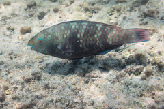 Scarus fuscopurpureus