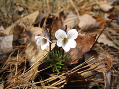 Viola chaerophylloides