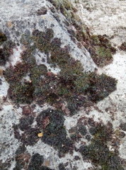 Schistidium crassipilum