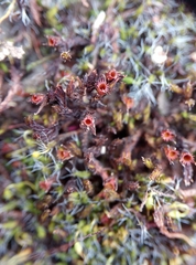 Schistidium crassipilum