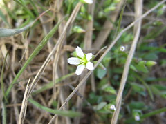 Holosteum umbellatum