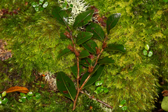 Nothofagus moorei