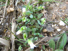 Holosteum umbellatum
