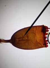 Schistidium crassipilum