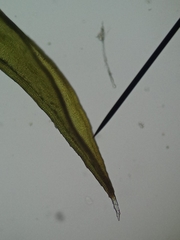 Schistidium crassipilum