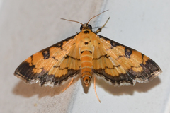 Ategumia ebulealis