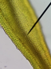 Schistidium crassipilum