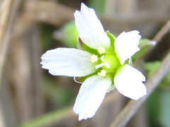 Holosteum umbellatum