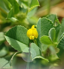 Medicago orbicularis