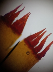 Schistidium crassipilum