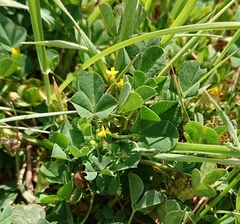 Medicago orbicularis