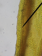 Schistidium crassipilum