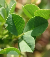 Medicago orbicularis