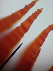 Schistidium crassipilum