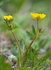 Ranunculus alberti