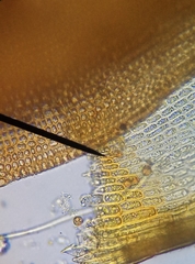 Schistidium crassipilum